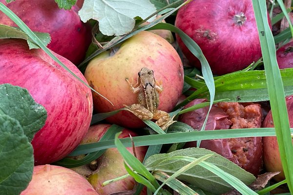 How simple acts of resilience can restore the planet