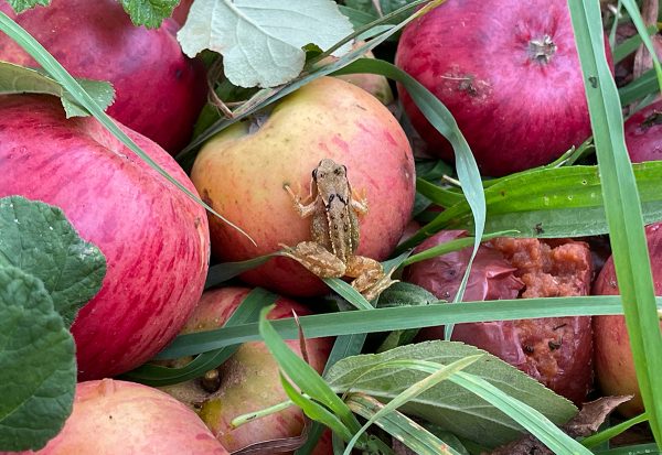 How simple acts of resilience can restore the planet