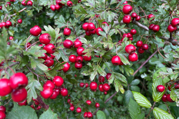 The joy of planting hedges. Birds will love you too.