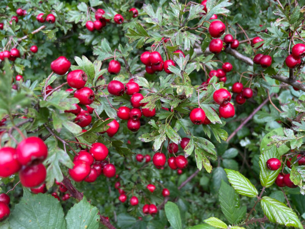 The joy of planting hedges. Birds will love you too.