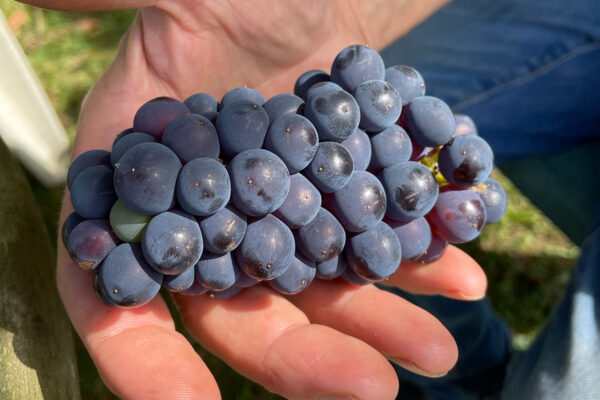 It’s harvest time! Learning how to preserve fruit and veg will reap rewards