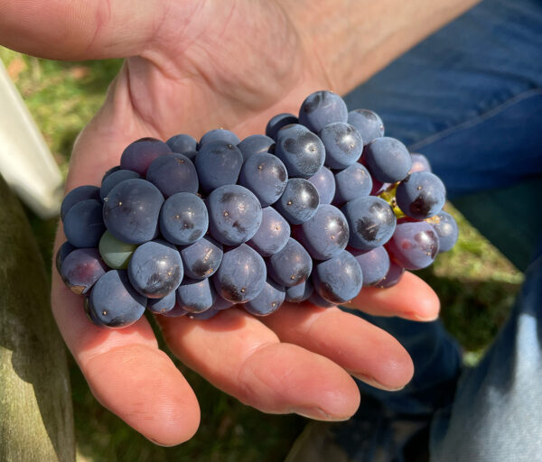 It’s harvest time! Learning how to preserve fruit and veg will reap rewards