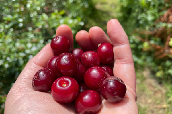 Time to start growing food