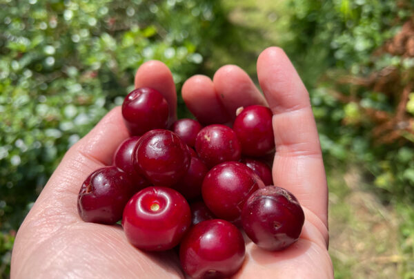 Time to start growing food