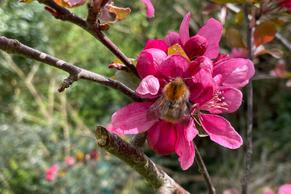 How to feed early pollinators and grow beautiful flowers