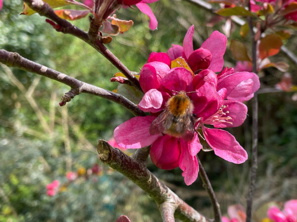 How to feed early pollinators and grow beautiful flowers