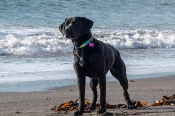 The best dog friendly beaches in South East Cornwall
