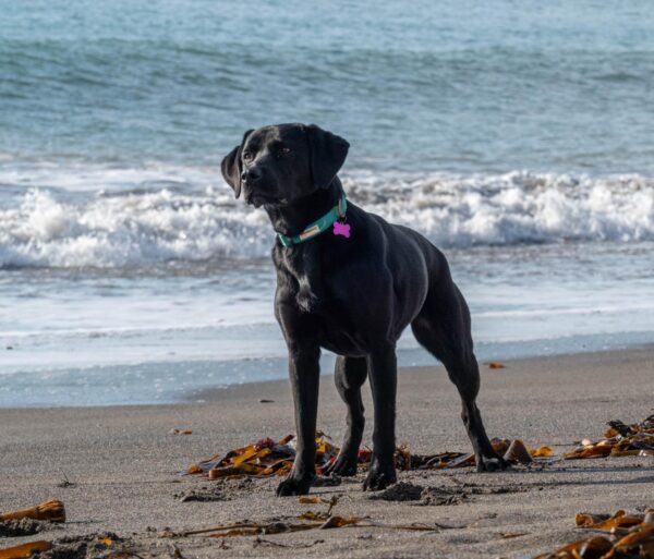 The best dog friendly beaches in South East Cornwall