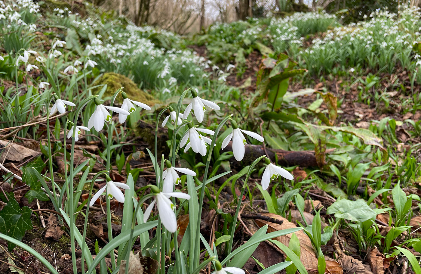 Our Snowdrop Collection