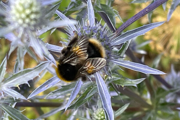 Five planet saving actions to do in an afternoon