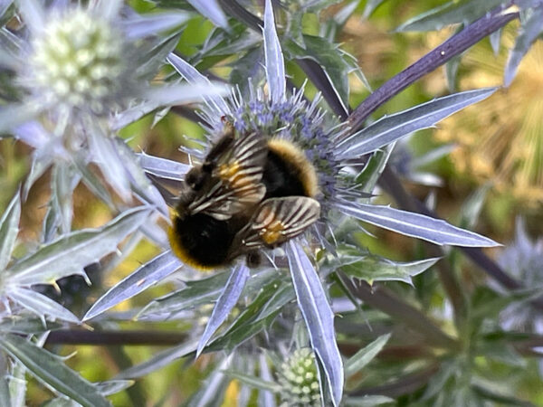 Five planet saving actions to do in an afternoon