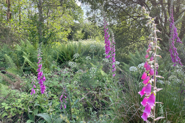 How to identify wild flowers in early summer