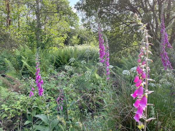 How to identify wild flowers in early summer