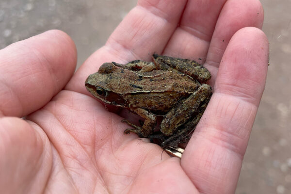 How to help wildlife this autumn