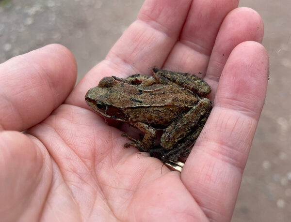 How to help wildlife this autumn