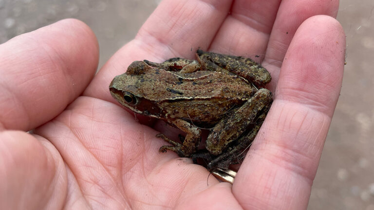 A frog in hand is worth two in the bush