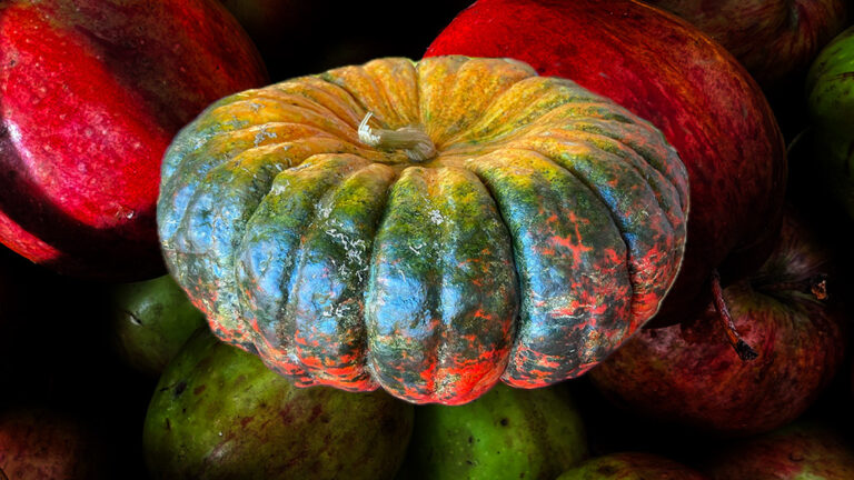 A pumpkin floats above apples